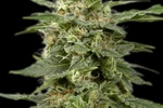 Image of White Widow fem. Fem