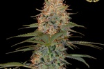 Image of Silver Kush Fem