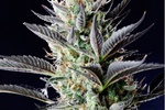 Image of Dutch Blue Automatic Fem