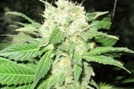 Image of BCN Sour Diesel