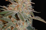 Image of Black Diesel Fem