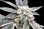 Image of Golden Berry Fem