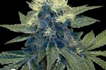 Image of Sharksbreath Fem