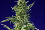 Image of Spliff Diesel Fem