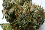 Image of Kush-n-Cheese Fem