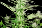 Image of Sweet Harlem Diesel Fem