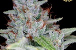 Image of Skywalker Kush Fem