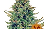 Image of CBD Blue Shark™ Fem