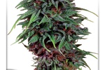 Image of Durban Poison® Fem