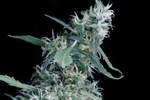 Image of Arjan’s Ultra Haze Fem