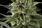 Image of Silver Haze #9 Feminised Fem