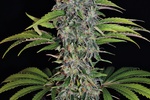 Image of S.A.G.E.® CBD Fem