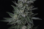 Image of AUTO Bubblegum Fem