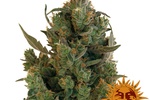 Image of Blue Cheese™ Fem