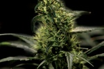 Image of Energy Haze Fem