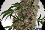 Image of Girl Scout Cookies XTRM Fem