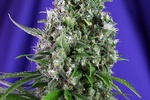 Image of Sweet Trainwreck Auto Fem