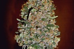 Image of Auto Chocolate Skunk Fem