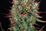 Image of AUTO MK-Ultra® Kush Fem