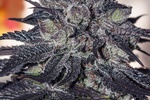 Image of Gordo Master Kush Fem