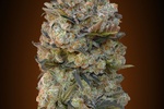 Image of Chocolate Skunk Fem