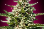 Image of White Kush Fem