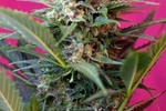 Image of Big Devil XL Auto ® Fem