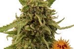 Image of CBD Critical Cure™ Fem