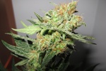 Image of Y Griega CBD