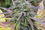 Image of White Berry® Fem