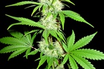 Image of Amnesia Ganja Haze Fem