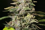 Image of TNT Kush Fem