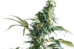 Image of Mexican Sativa