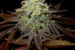 Image of Purple LA Fem