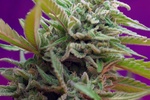 Image of Black Jack Auto ® Fem