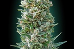 Image of Auto Heavy Bud Fem