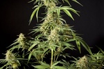 Image of Philo Skunk / Gokunk Fem