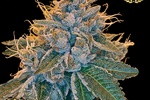 Image of Kosher Kush Fem