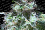 Image of Original White Widow (IBL)® Fem