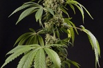 Image of Guava Berry Kush / Guayita Fem