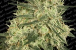 Image of Atomical Haze® Fem