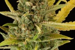 Image of Critical Cheese Auto Fem