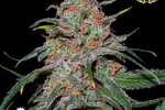 Image of Lemon Skunk Fem