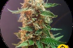 Image of The Bulldog Haze Auto Fem