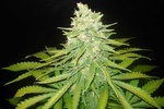 Image of Mazar x Great White Shark Fem