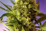 Image of Big Devil #2 Auto ® Fem