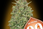 Image of 00 Skunk Fem