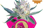 Image of Royal Cheese – fast Fem