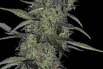 Image of Somango 47 Fem