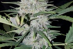 Image of White Cheese Auto Fem